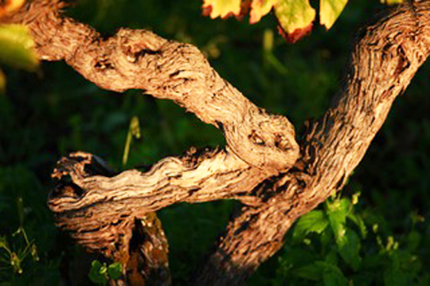 ドメーヌ・ド・ラ・タイユ・オー・ルーの写真3