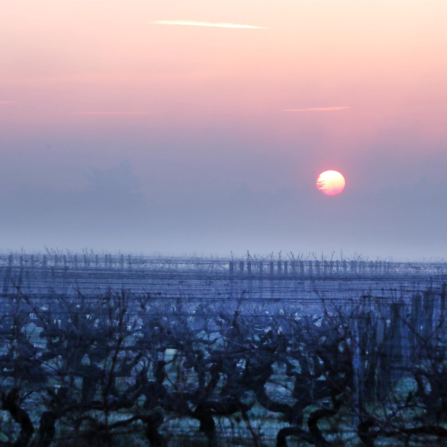 ドメーヌ・リズ・エ・ベルトラン・ジュセの写真2