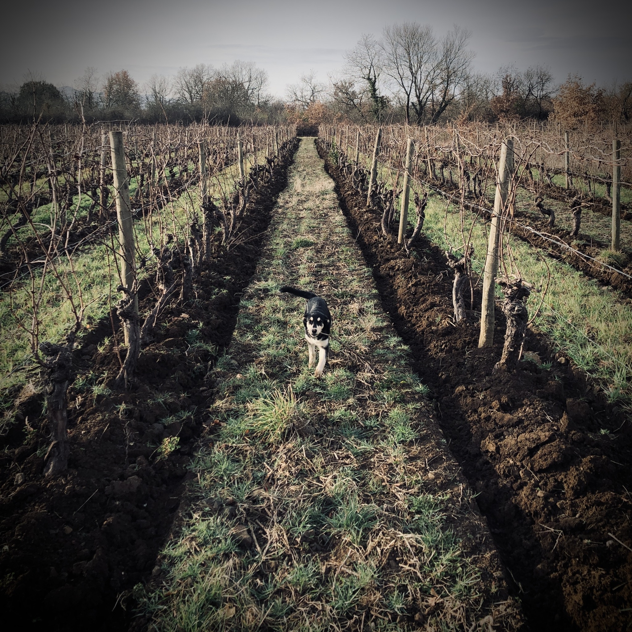 アレクサンドル・ミッシェルの写真3