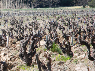 ドメーヌ・シャルヴァンの写真1