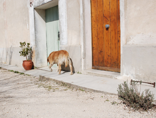 ドメーヌ・シャルヴァンの写真3