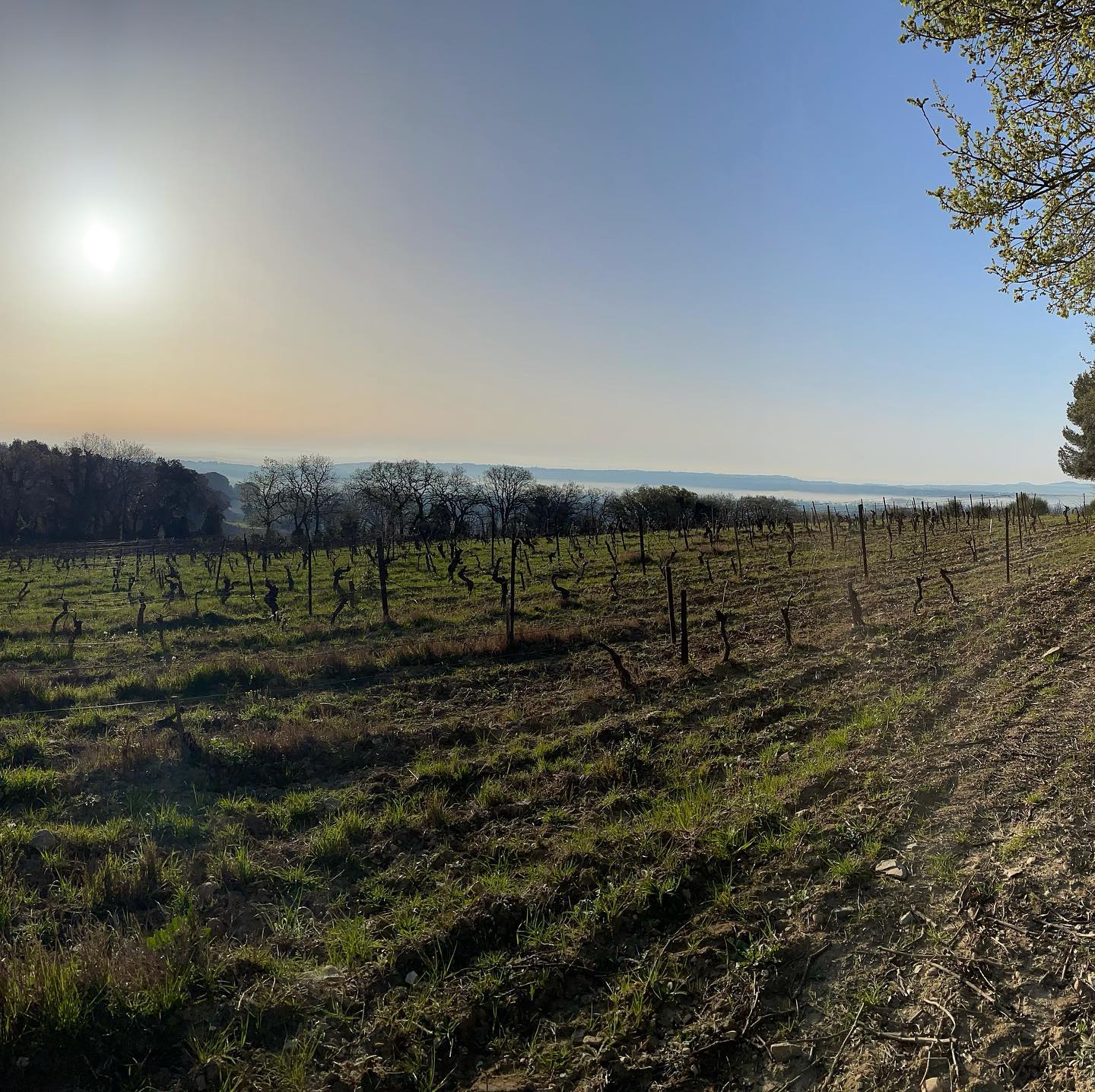 シャトー・ル・デヴォイ・マルティネの写真2