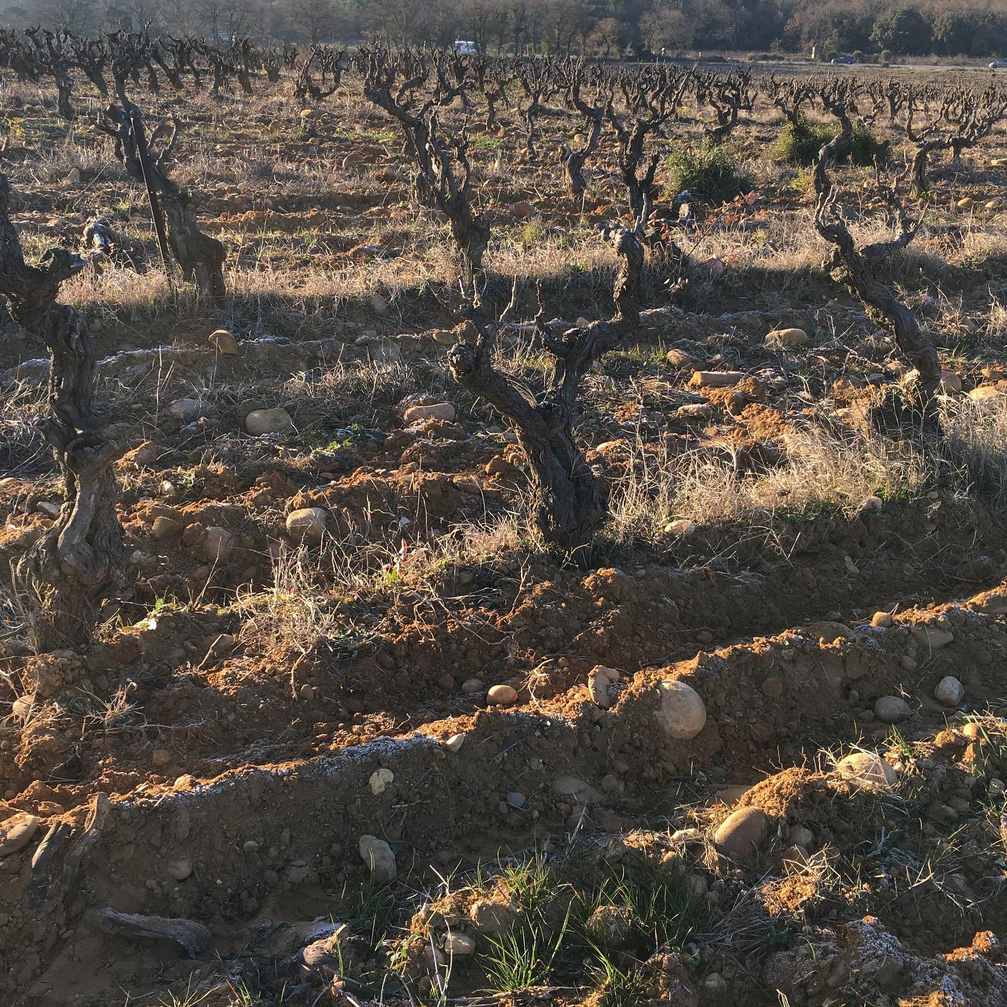 シャトー・ル・デヴォイ・マルティネの写真3