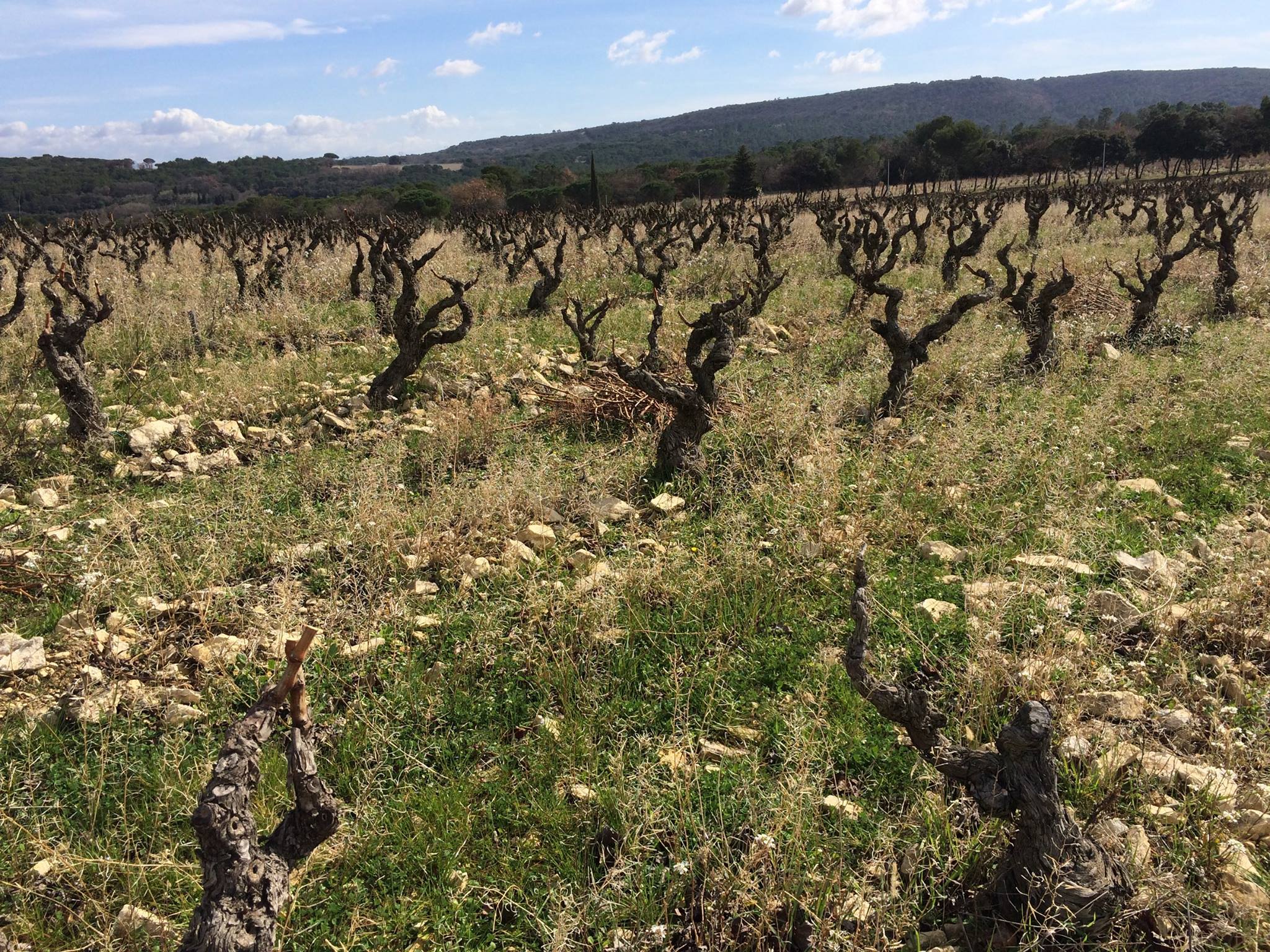 ドメーヌ・ラ・カボットの写真3