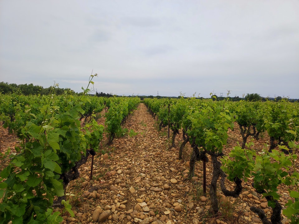 レ・ヴィニュロン・デステザルグの写真1