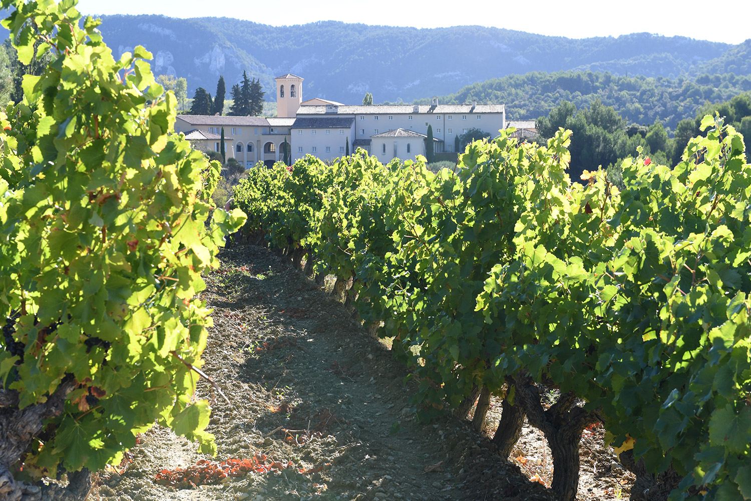 ヴィア・カリタティスの写真2