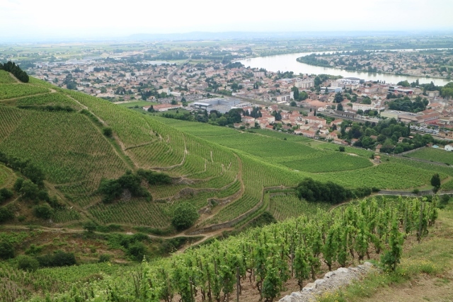 カーヴ・ド・タン・レルミタージュの写真3