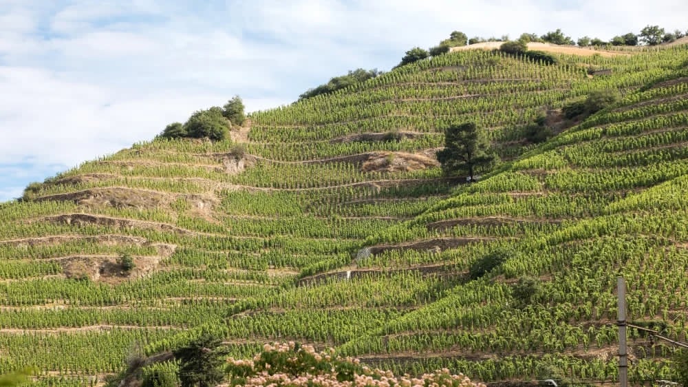 ドメーヌ・アラン・グライヨの写真1