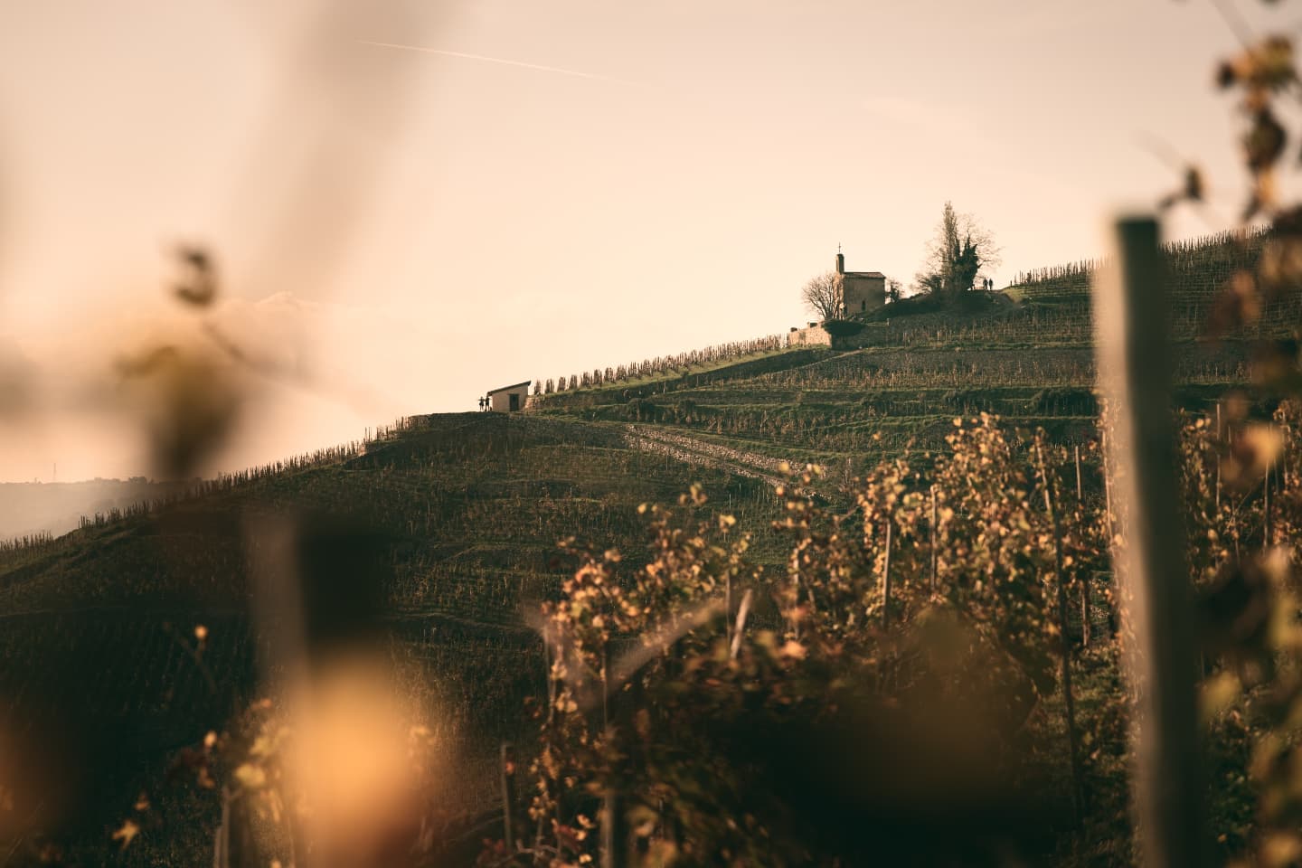 ドメーヌ・デ・ルミジエールの写真1