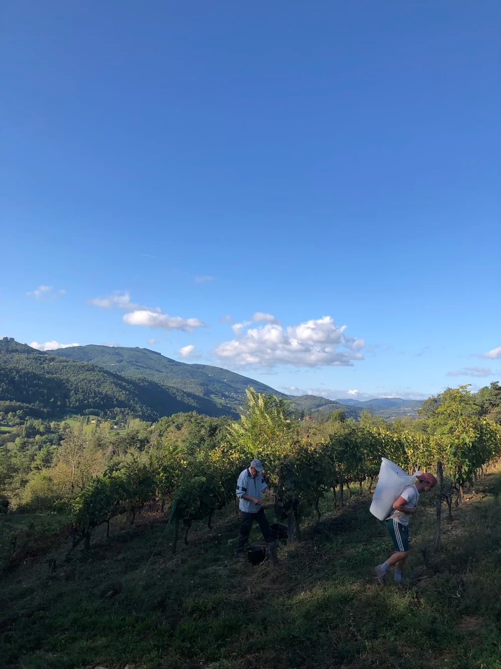 ウィルズ・ワインの写真3