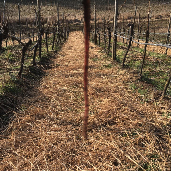 ヴァイングート・ヴェルナーの写真1