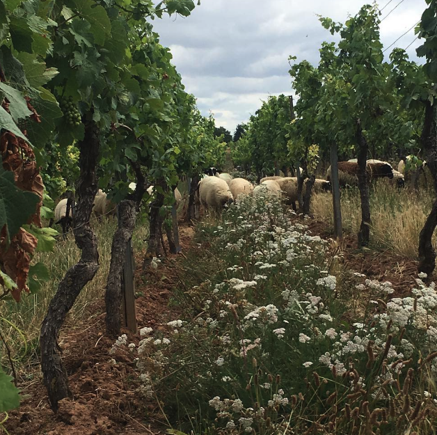ヴァイングート・ヴェルナーの写真2