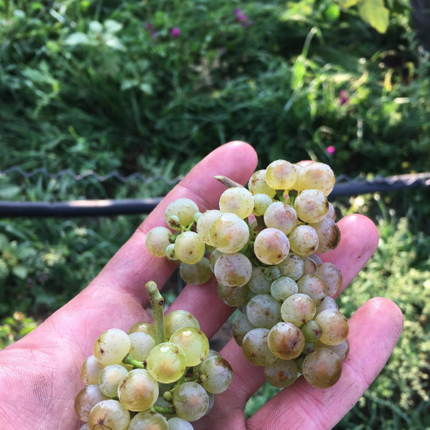 ヴァイングート・ヴェルナーの写真3