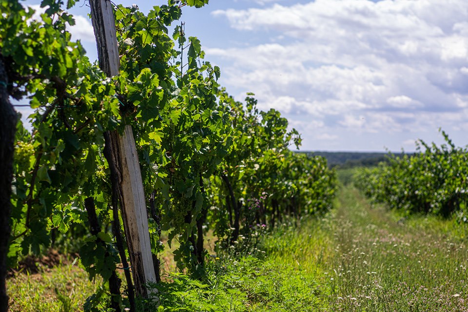 ヴィンツェレールの写真3