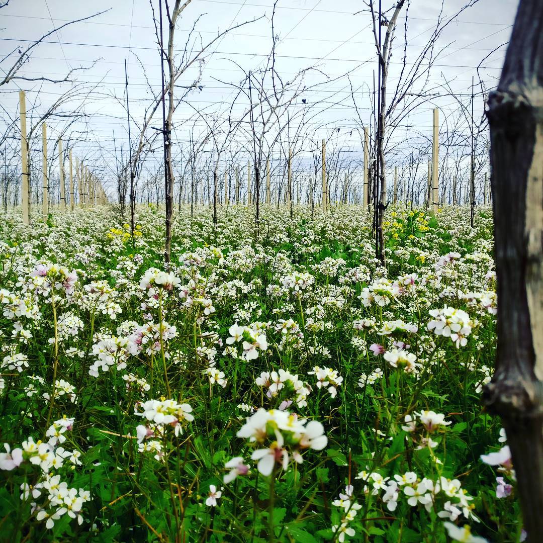 ラルケティポの写真1