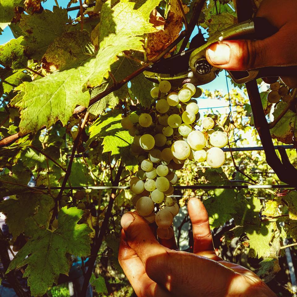 ラルケティポの写真3