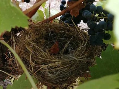 カンティーナ・ライナの写真1