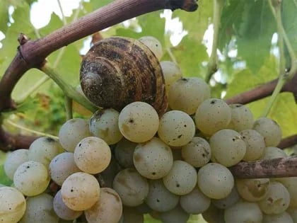 カンティーナ・ライナの写真3