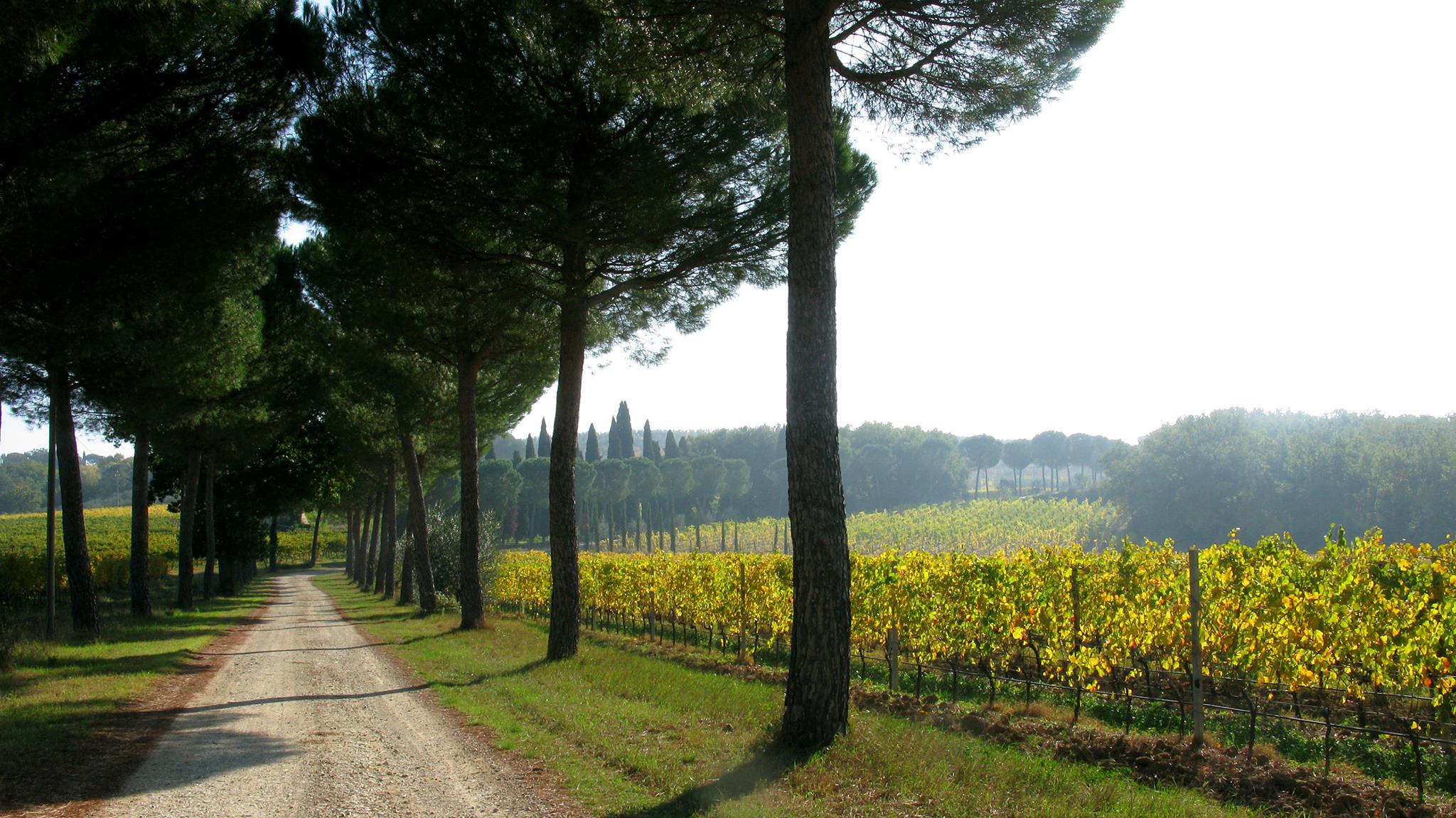 ルンガロッティの写真1