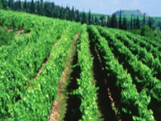 マルカートの写真3