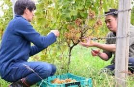 コヤマロの写真3