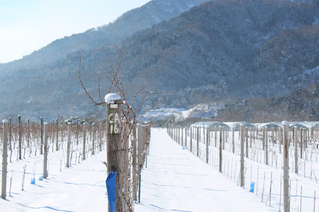 カーブドッチの写真1