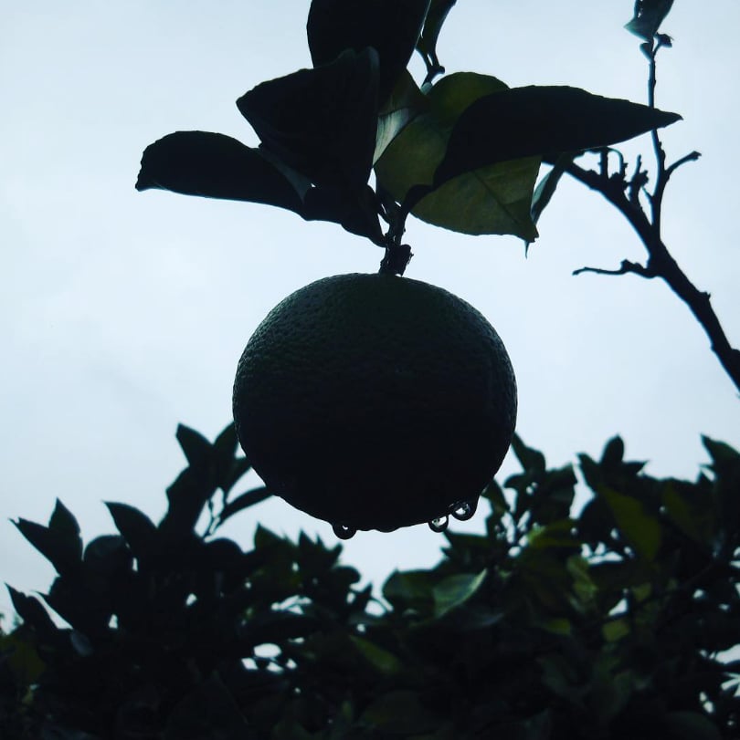 小野酒造の写真1