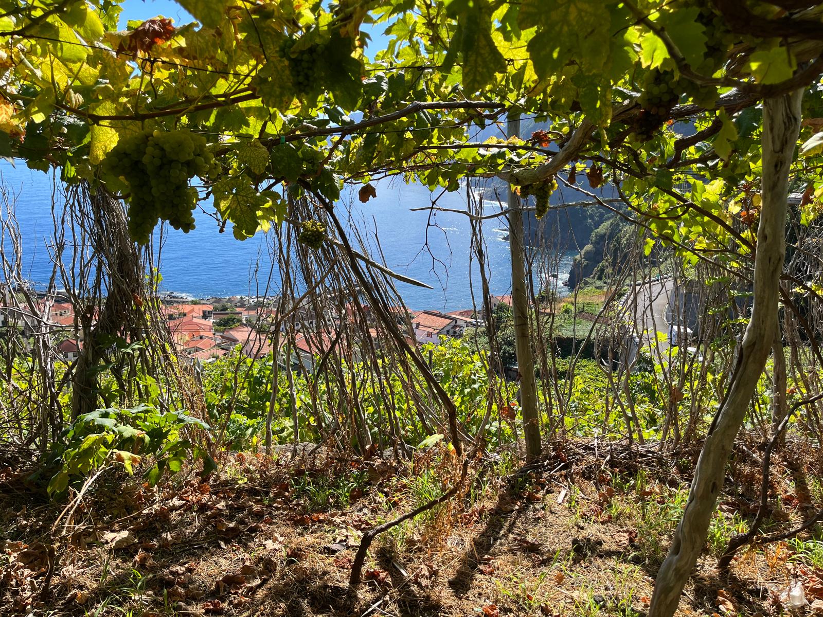 プロフェタス・イ・ヴィリョンスの写真3