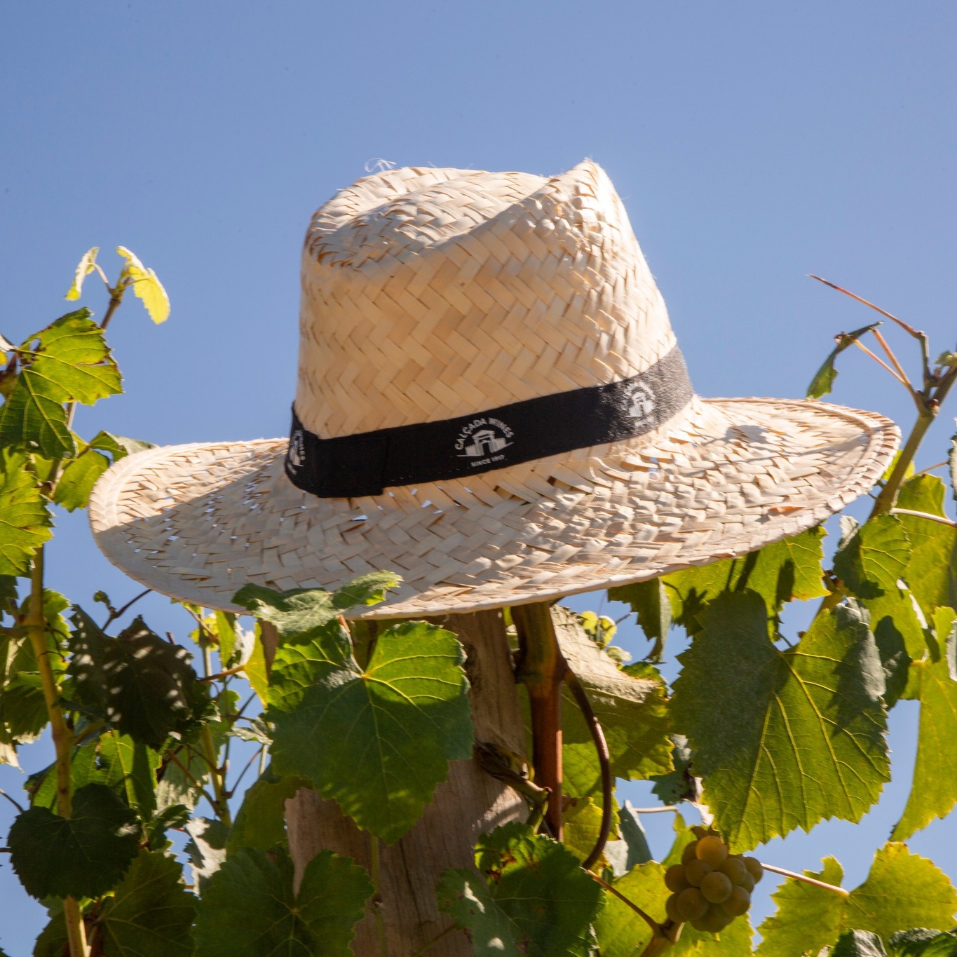 キンタ・ダ・カルサダの写真3