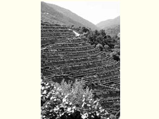 キンタ・ダ・カルヴァロサの写真2