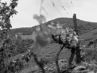 キンタ・ダ・カルヴァロサの写真3