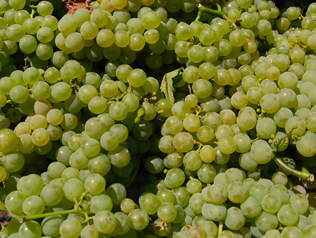 ザ・ベリオ・ワインズの写真2