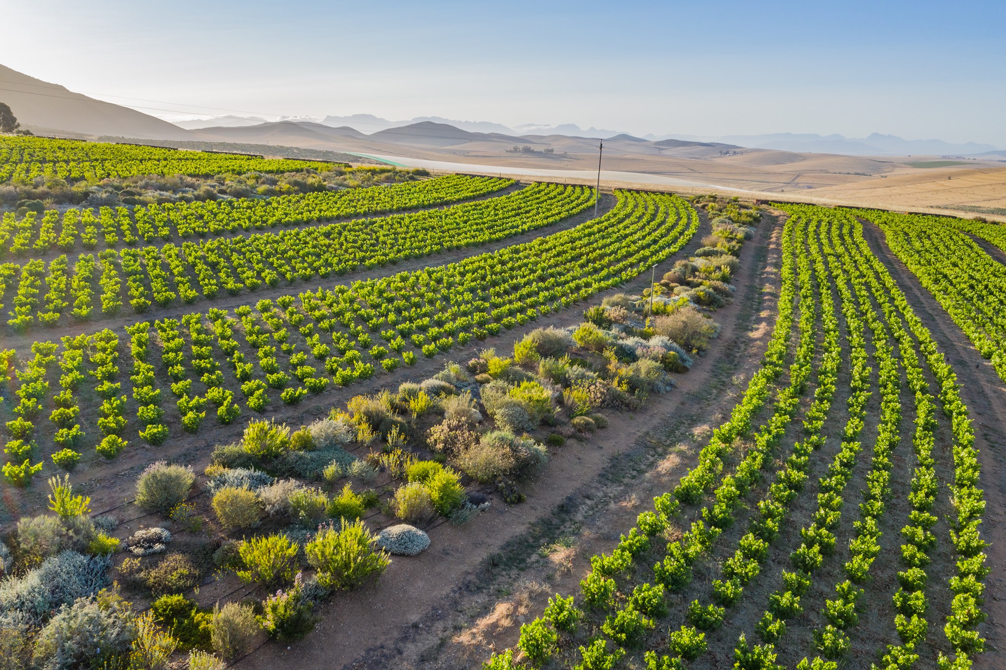 マリヌー&リーウ・ファミリー・ワインズの写真2