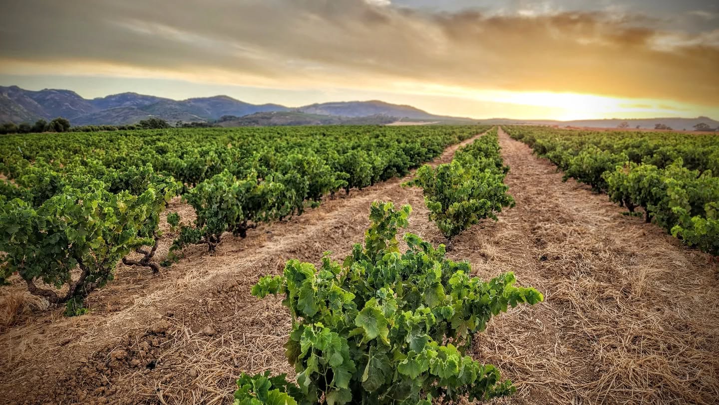マリヌー&リーウ・ファミリー・ワインズの写真3