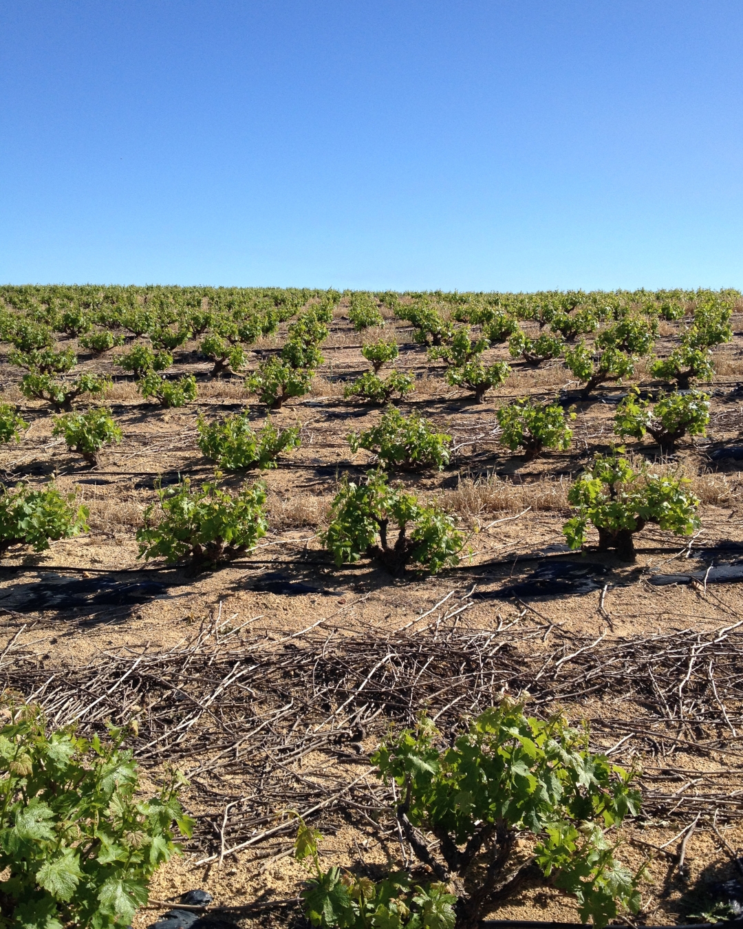 ぺルデバーグ・ワインズの写真2