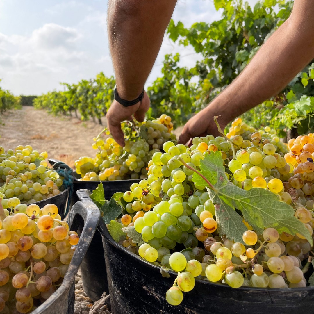 プリミティーボ・コリャンテスの写真3