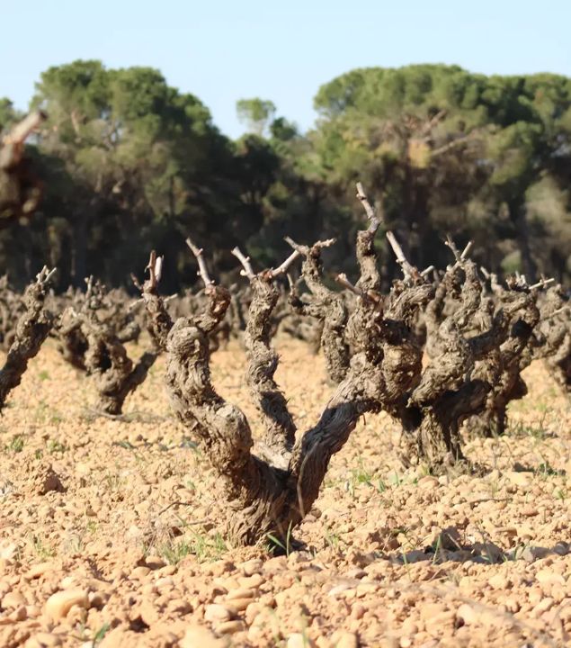 ボデガス・イ・ビニェードス・ポンセの写真3