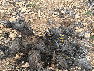 ボデガス・ラ・テルシアの写真3