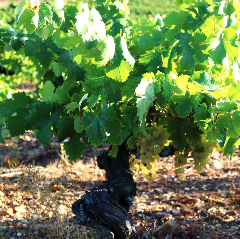 ボデガス・ラウル・ペレスの写真1