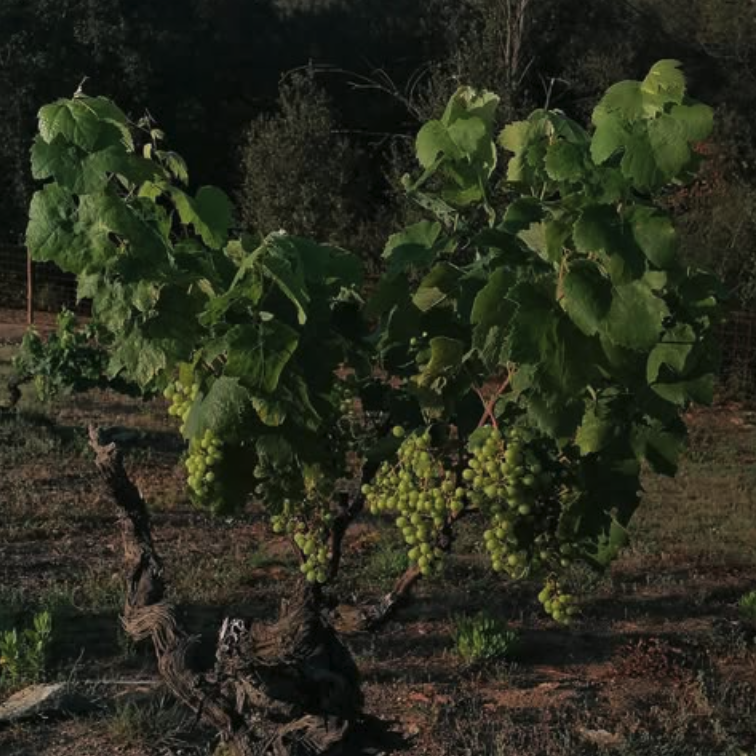 カン・マトンの写真3
