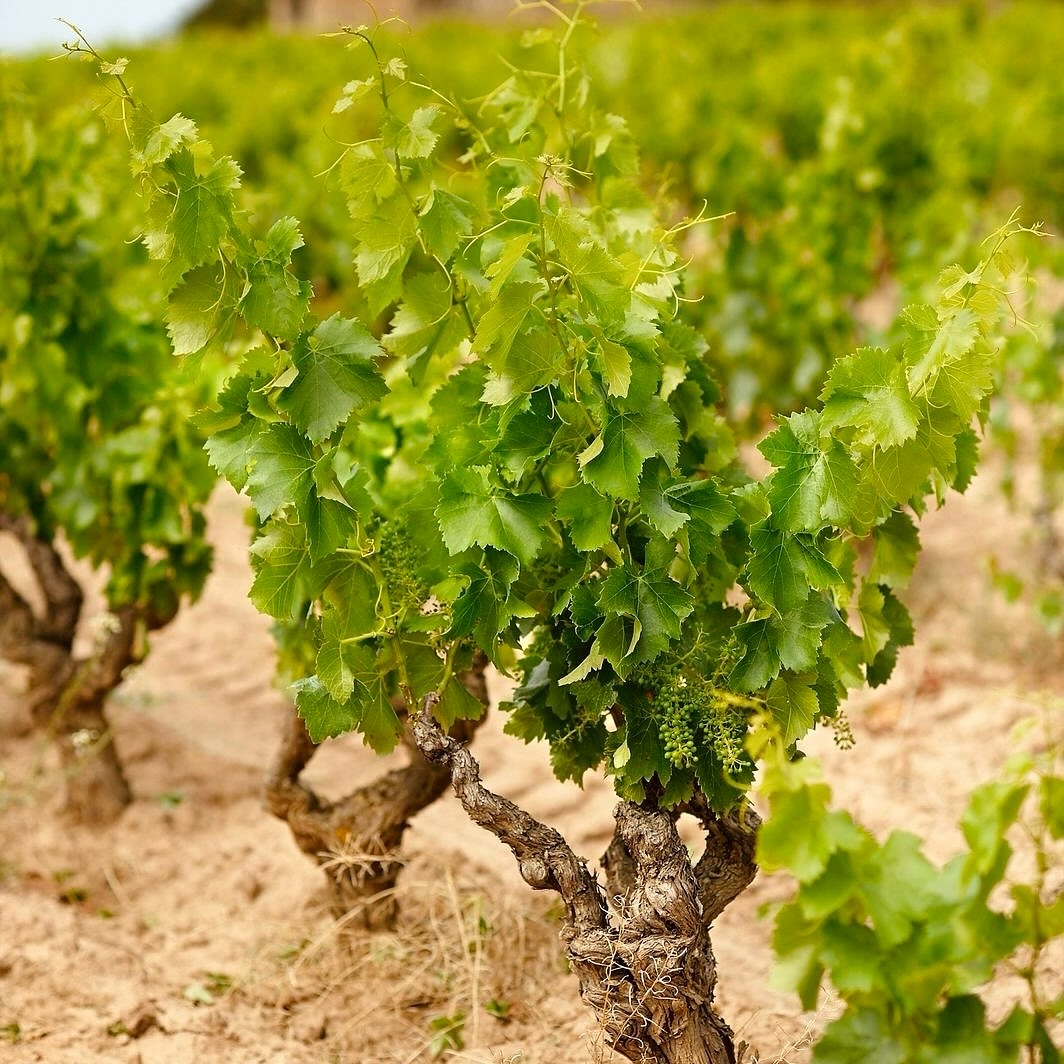 セリェール・ピニョルの写真3