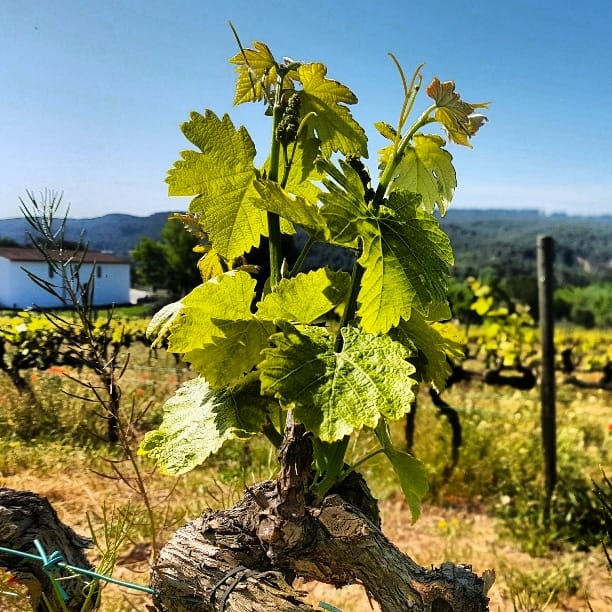 マリア・カサノヴァの写真1