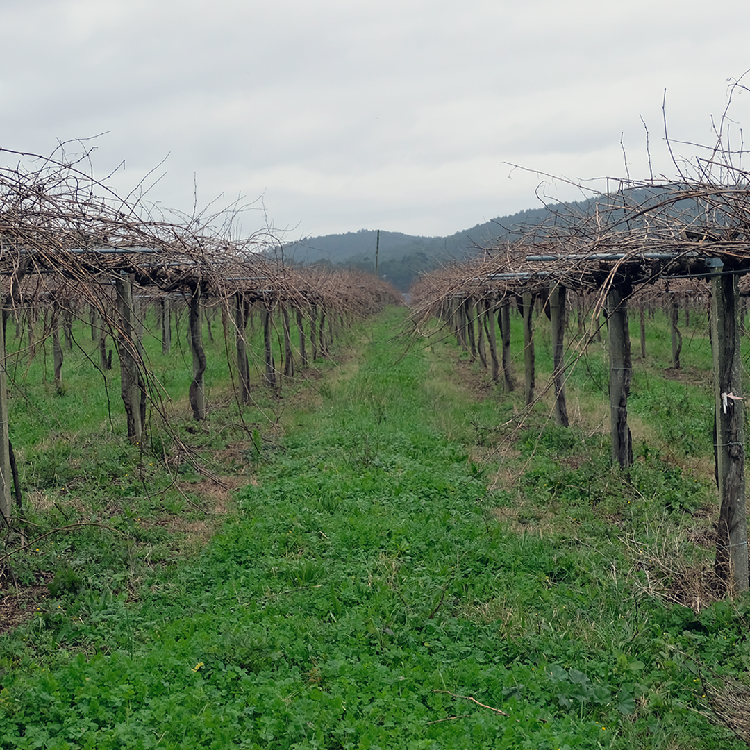 ボデーガス・マルティン・コダックスの写真1