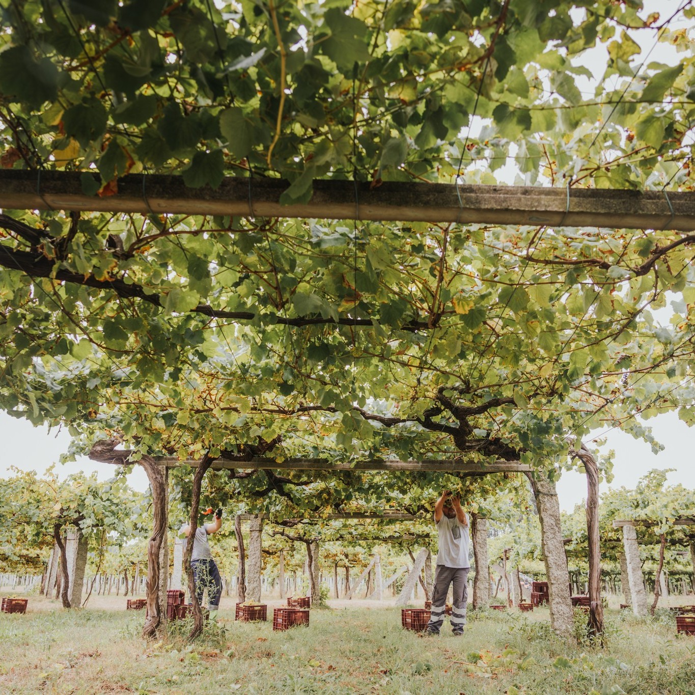 ボデーガス・マルティン・コダックスの写真2