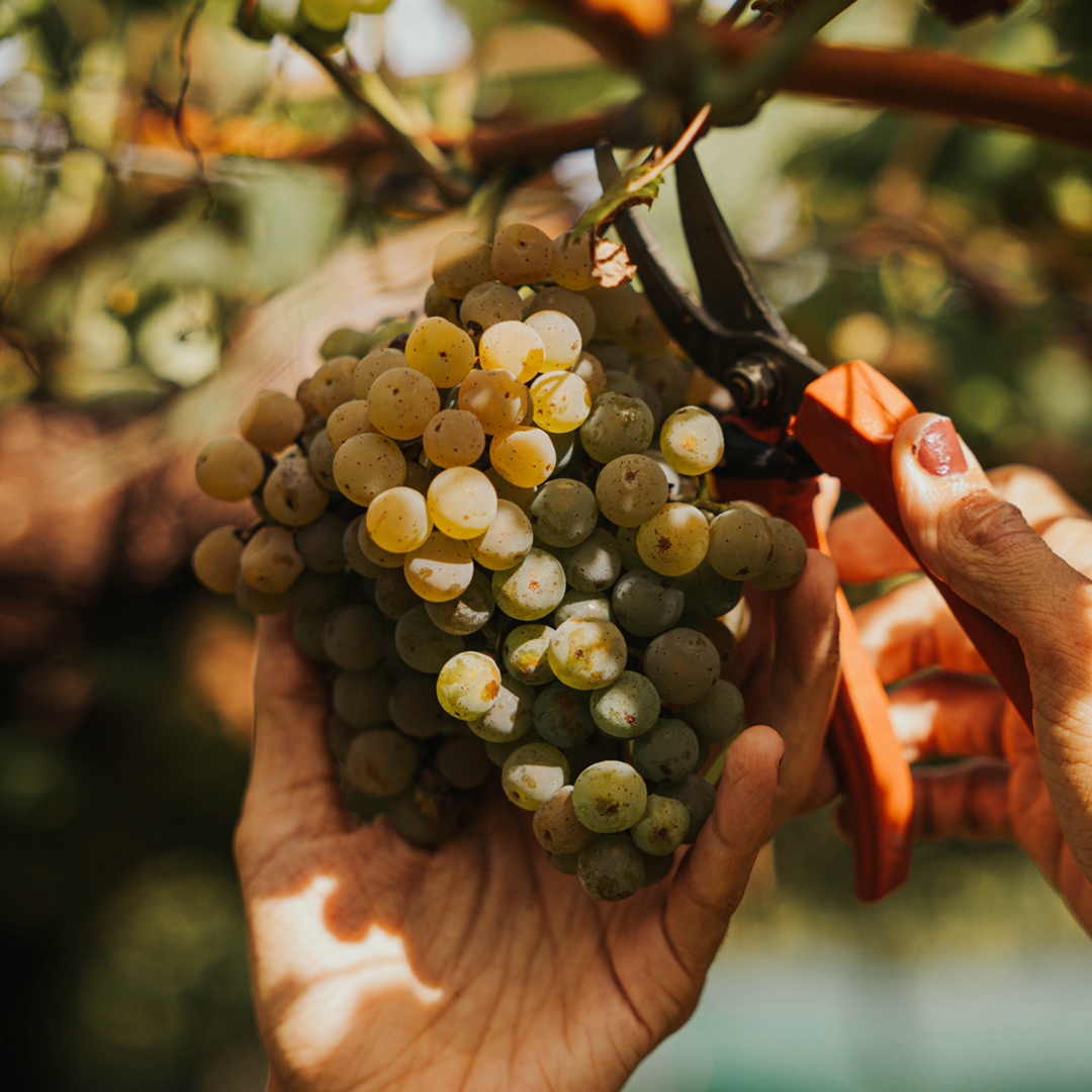 ボデーガス・マルティン・コダックスの写真3