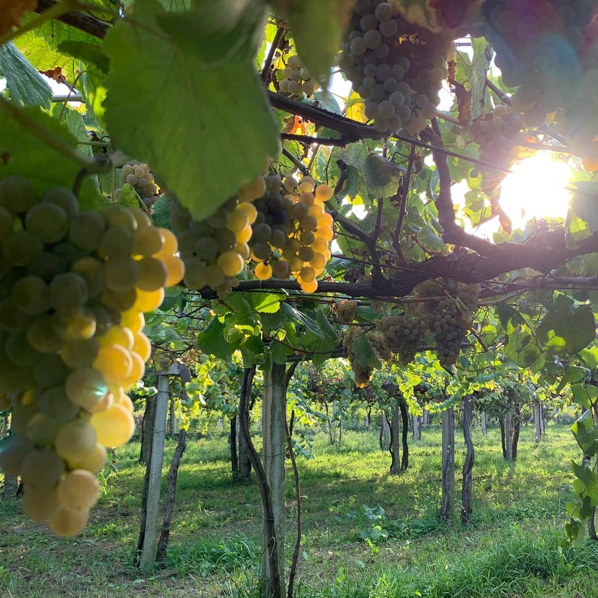 ボデガス・アルバマルの写真1