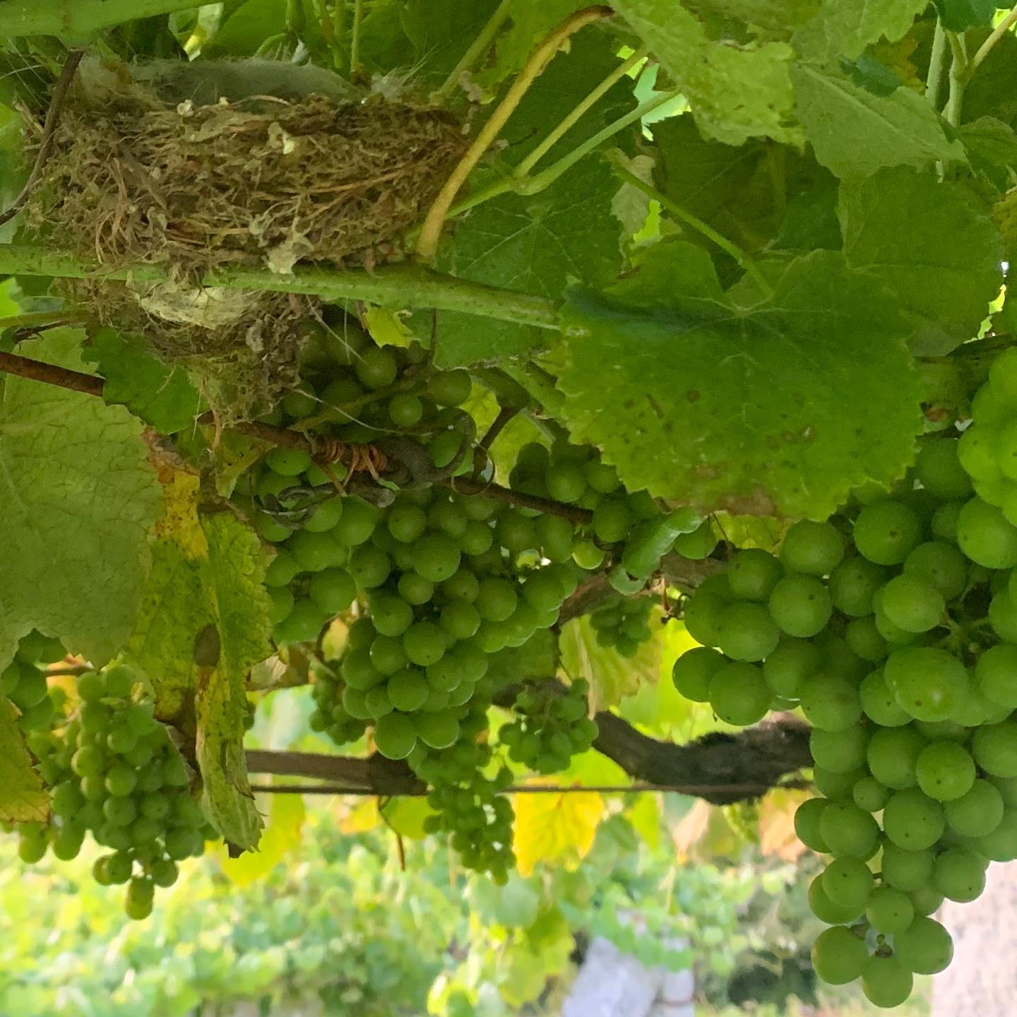 ボデガス・アルバマルの写真3