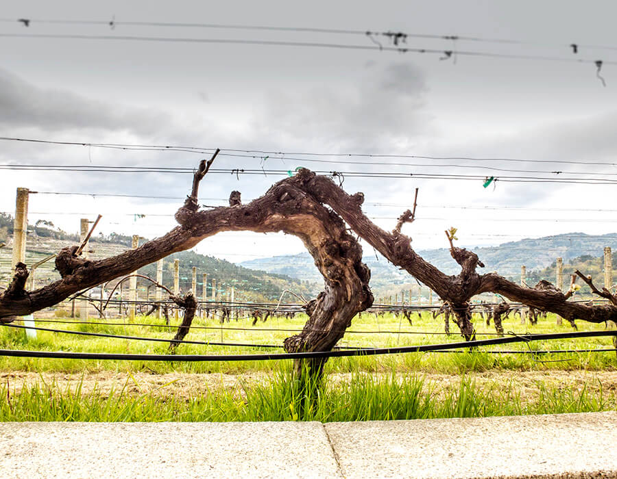 コト・デ・ゴマリスの写真2