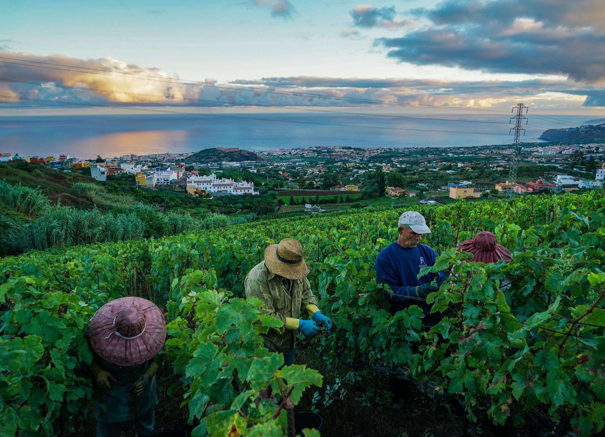 スエルテス・デル・マルケスの写真1