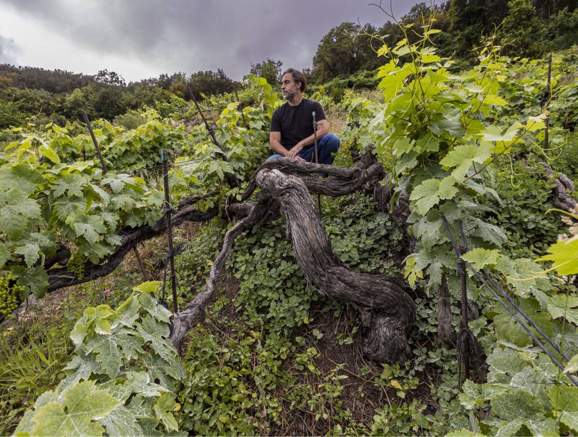スエルテス・デル・マルケスの写真2
